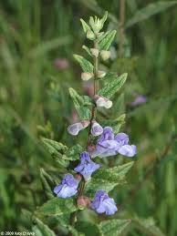 Attēlu rezultāti vaicājumam “Scutellaria galericulata leaf”
