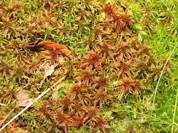 Attēlu rezultāti vaicājumam “Sphagnum russowii”