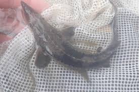 Image result for Acipenser fulvescens