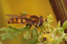 Attēlu rezultāti vaicājumam “Eupeodes corollae”