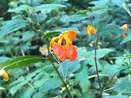 Attēlu rezultāti vaicājumam “Impatiens glandulifera fruit”