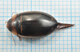 Attēlu rezultāti vaicājumam “Hydaticus transversalis”