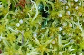 Attēlu rezultāti vaicājumam “Sphagnum fimbriatum”