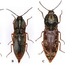 Attēlu rezultāti vaicājumam “Anostirus castaneus”