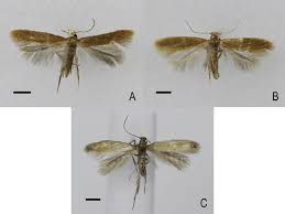 Attēlu rezultāti vaicājumam “Tischeriidae”