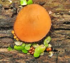 Attēlu rezultāti vaicājumam “Lycogala ustulatum macro”