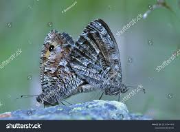 Attēlu rezultāti vaicājumam “Hipparchia semele”