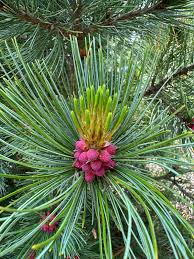 Image result for Pinus cembra