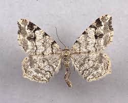 Attēlu rezultāti vaicājumam “Macaria signaria”