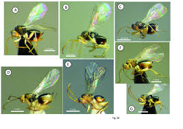 Attēlu rezultāti vaicājumam “Cynipidae”