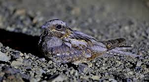Image result for Caprimulgus ruficollis