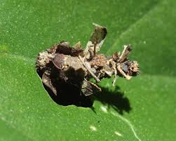 Attēlu rezultāti vaicājumam “Proutia betulina larva”