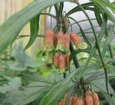 Attēlu rezultāti vaicājumam “Polygonatum verticillatum leaf”