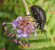 Attēlu rezultāti vaicājumam “Galeruca tanaceti”
