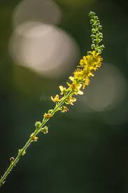 Attēlu rezultāti vaicājumam “Agrimonia pilosa flower”