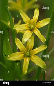 Attēlu rezultāti vaicājumam “Gagea pratensis flower”