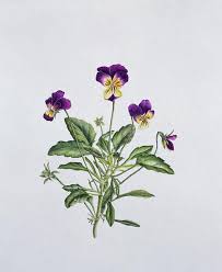 Attēlu rezultāti vaicājumam “Viola tricolor”