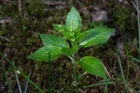 Attēlu rezultāti vaicājumam “Mercurialis perennis leaf”