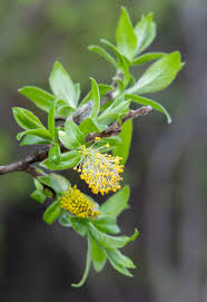 Attēlu rezultāti vaicājumam “Salix myrsinifolia”