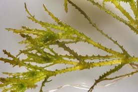 Attēlu rezultāti vaicājumam “Najas marina leaf”