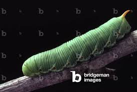 Attēlu rezultāti vaicājumam “Smerinthus ocellata”