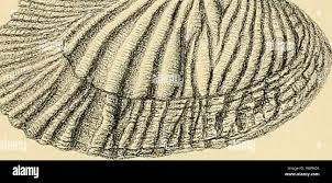 Attēlu rezultāti vaicājumam “Harmandia”