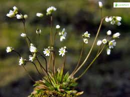 Attēlu rezultāti vaicājumam “Erophila verna”