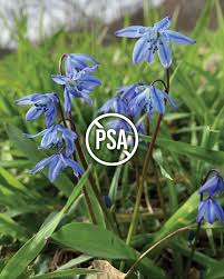 Attēlu rezultāti vaicājumam “Scilla siberica”