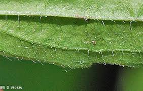 Attēlu rezultāti vaicājumam “Erigeron annuus leaf”