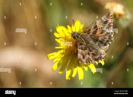 Attēlu rezultāti vaicājumam “Carcharodus floccifera upperside”