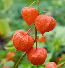 Attēlu rezultāti vaicājumam “Carex ornithopoda fruit”