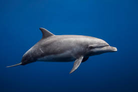 Image result for Tursiops truncatus