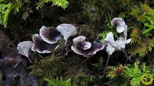 Attēlu rezultāti vaicājumam “Phellodon melaleucus”