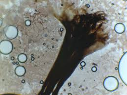 Attēlu rezultāti vaicājumam “Stemonitis axifera var. smithii macro”