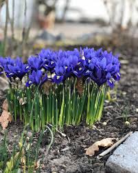 Attēlu rezultāti vaicājumam “Iris reticulata”