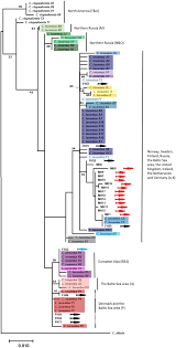 Image result for Coregonus lavaretus oxyrinchus