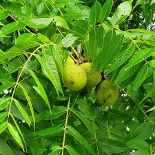 Attēlu rezultāti vaicājumam “Juglans x sinensis fruit”