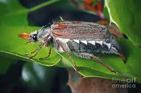 Attēlu rezultāti vaicājumam “Melolontha melolontha”