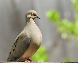 Image result for Zenaida macroura