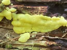 Attēlu rezultāti vaicājumam “Fuligo licentii spores”