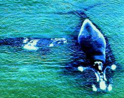 Image result for Eubalaena glacialis