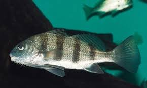 Image result for Pogonias cromis