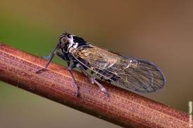 Attēlu rezultāti vaicājumam “Javesella pellucida”