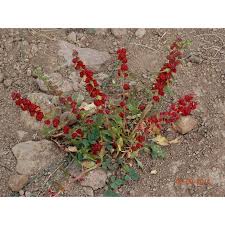 Image result for chenopodium foliosum