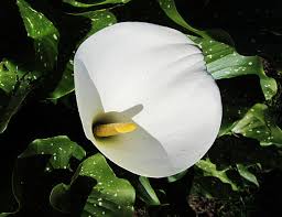 Image result for Lilie