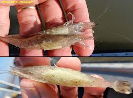 Attēlu rezultāti vaicājumam “Crangon crangon”