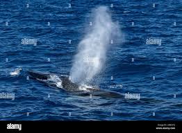 Image result for Balaenoptera physalus