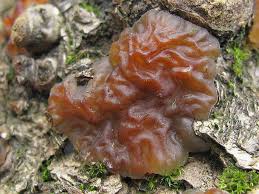 Attēlu rezultāti vaicājumam “Exidia cartilaginea”