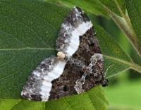 Attēlu rezultāti vaicājumam “Euphyia unangulata”