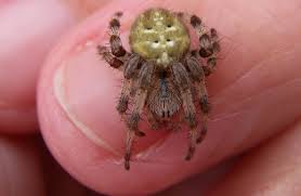 Attēlu rezultāti vaicājumam “Araneus quadratus female”